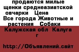 продаются милые щенки среднеазиатской овчарки › Цена ­ 30 000 - Все города Животные и растения » Собаки   . Калужская обл.,Калуга г.